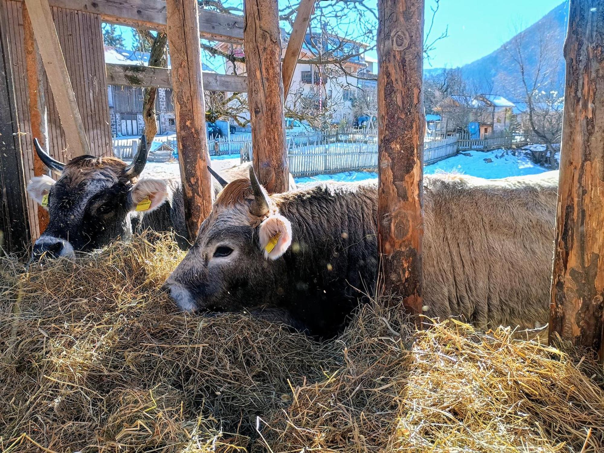 Koflhof Urlaub Auf Dem Bauernhof Villa Алдино Екстериор снимка